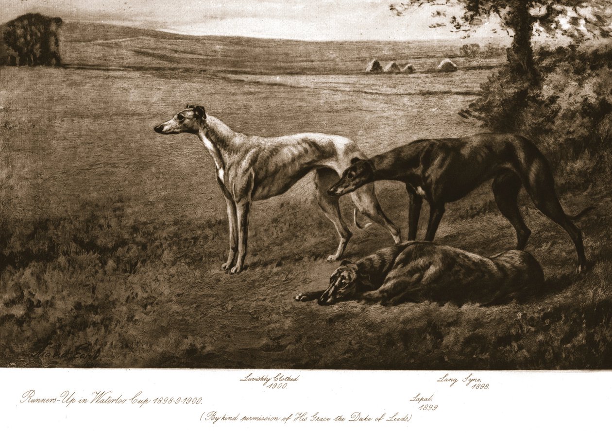 ड्यूक ऑफ लीड्स हाउंड, 1911। द्वारा मौड अर्ल