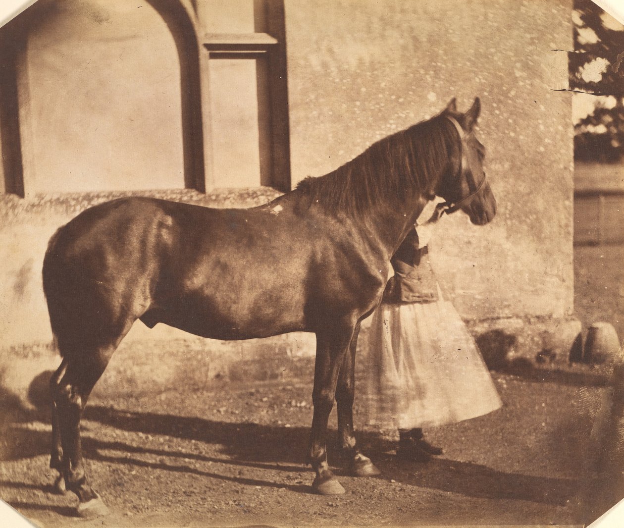 सुल्तान, 1850 के दशक के मध्य में। द्वारा मर्विन हर्बर्ट नेविल स्टोरी मास्कलीने