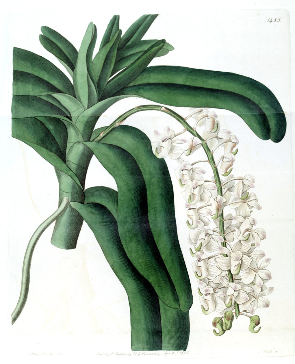 Cattleya गंध (syn। Cattleya सींग) द्वारा मिस ड्रेक