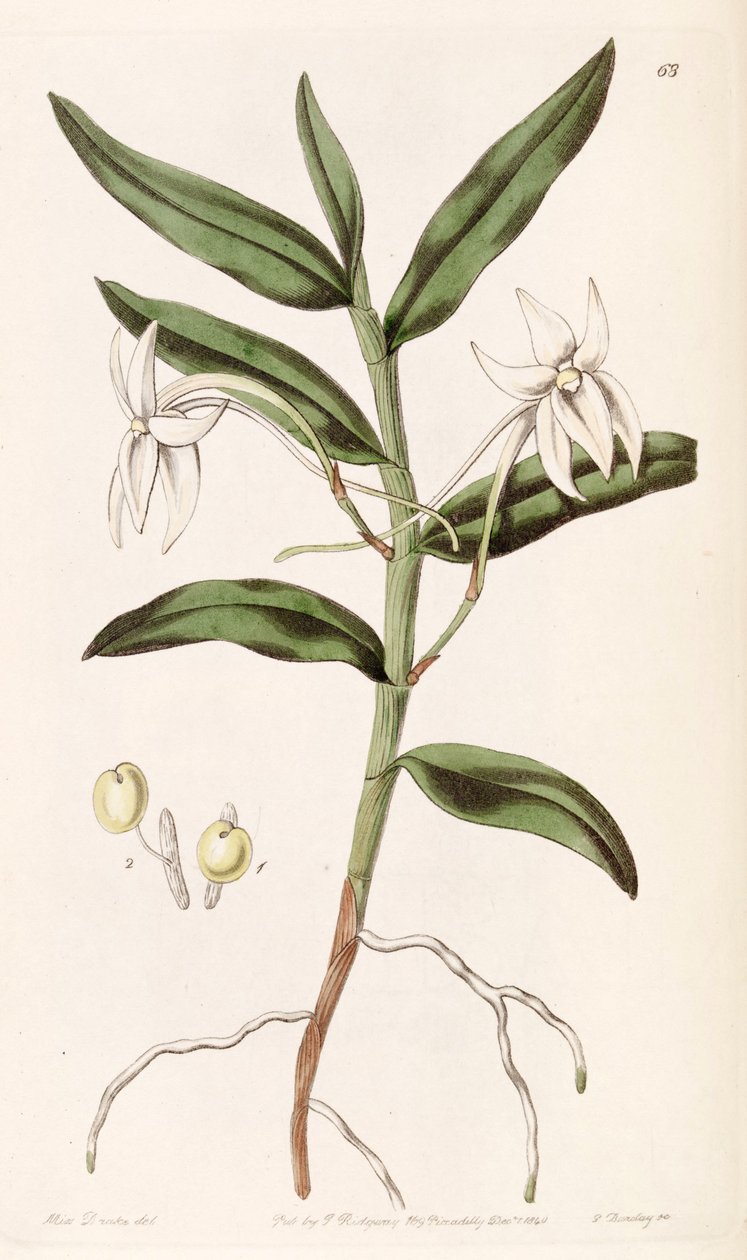 Listrostachys mauritianum (syn। Listrostachys gladiifolium) द्वारा मिस ड्रेक