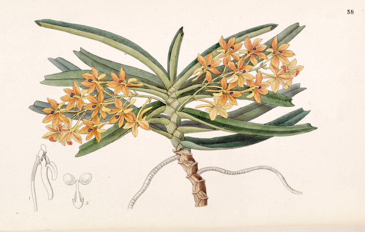 Ascocentrum miniatum (syn। Saccolabium miniata) द्वारा मिस ड्रेक
