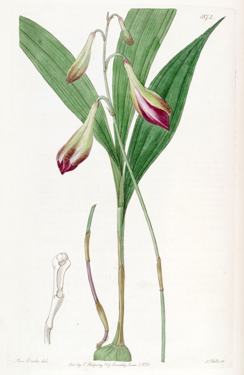 Bletia purpurata (syn के रूप में। क्रायबे रसिया) द्वारा मिस ड्रेक