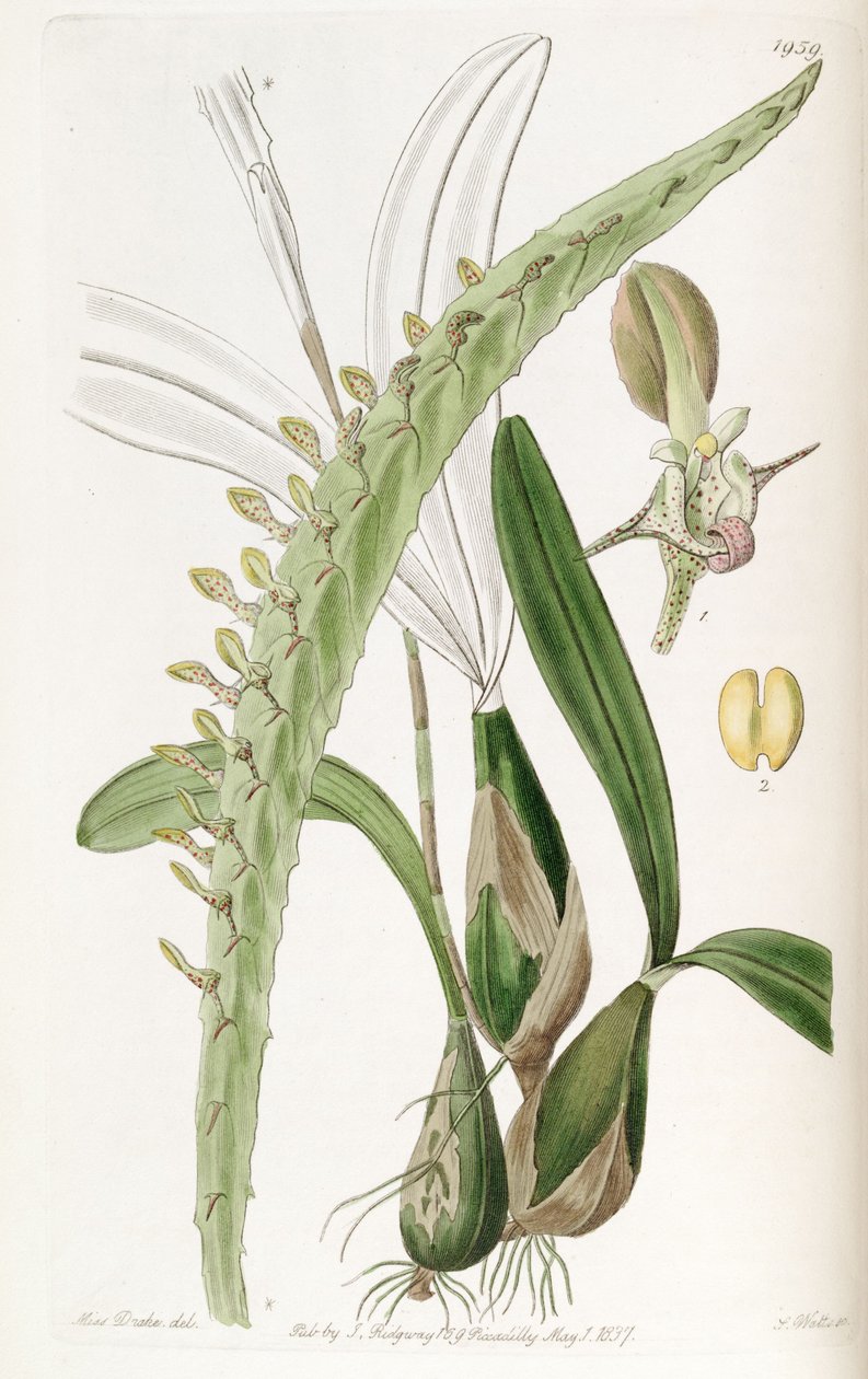 BulbophyUum calyptrate एसएसपी। calyptrate (syn। Megaclinium अधिकतम) द्वारा मिस ड्रेक