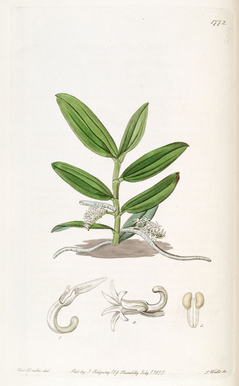 Campylocentrum mioranthum (syn। Listrostachys mioranthum) द्वारा मिस ड्रेक