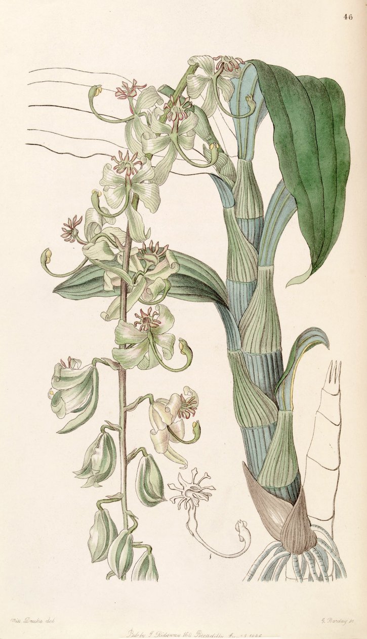 Cattleya आकाश (syn। Cattleya egertonianum एसएसपी। ग्रीन) द्वारा मिस ड्रेक