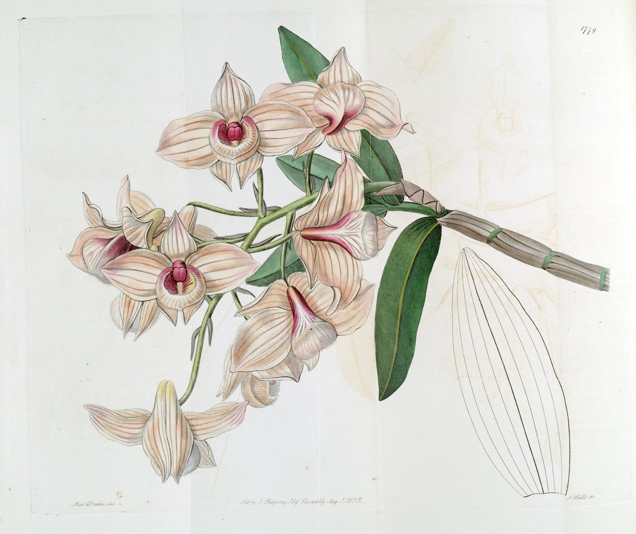 Dendrobium moschatum (syn। Dendrobium तांबा) द्वारा मिस ड्रेक