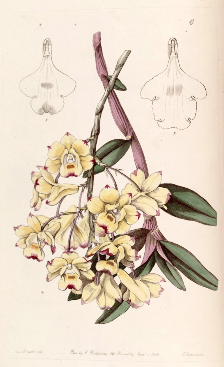 Cymbidium खून बह रहा है द्वारा मिस ड्रेक
