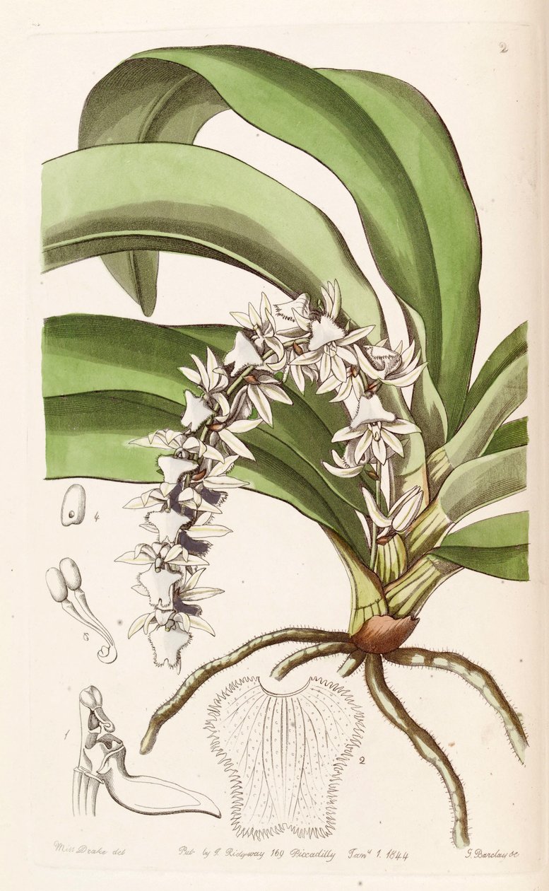 Diaphananthe pellucida (syn। Listrostachys पारदर्शिता) द्वारा मिस ड्रेक