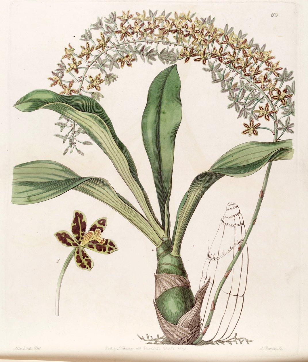 Grammatophyllum लिखा एसएसपी। लिखा (syn। Grammatophyllum multiflorum वर। tigrinum) द्वारा मिस ड्रेक