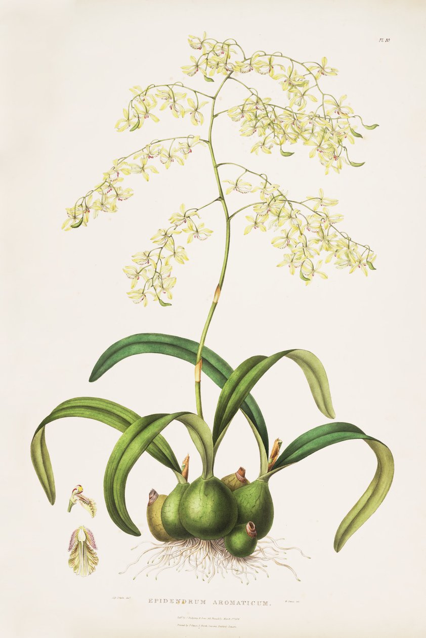 अवलंबी की Encyclia चित्रण (syn। Cattleya, खुशबूदार) द्वारा मिस ड्रेक