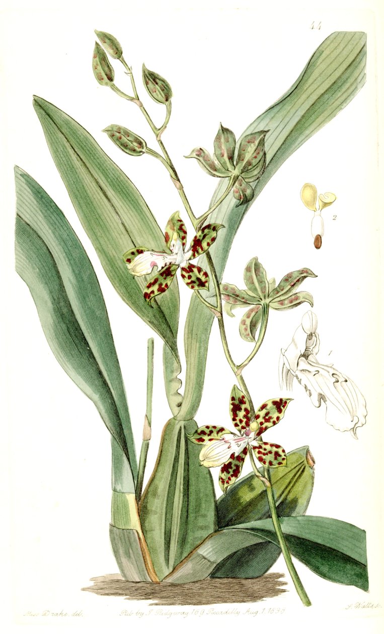 Oncidium जीरा (syn। Cyrtochilum जीरा) द्वारा मिस ड्रेक
