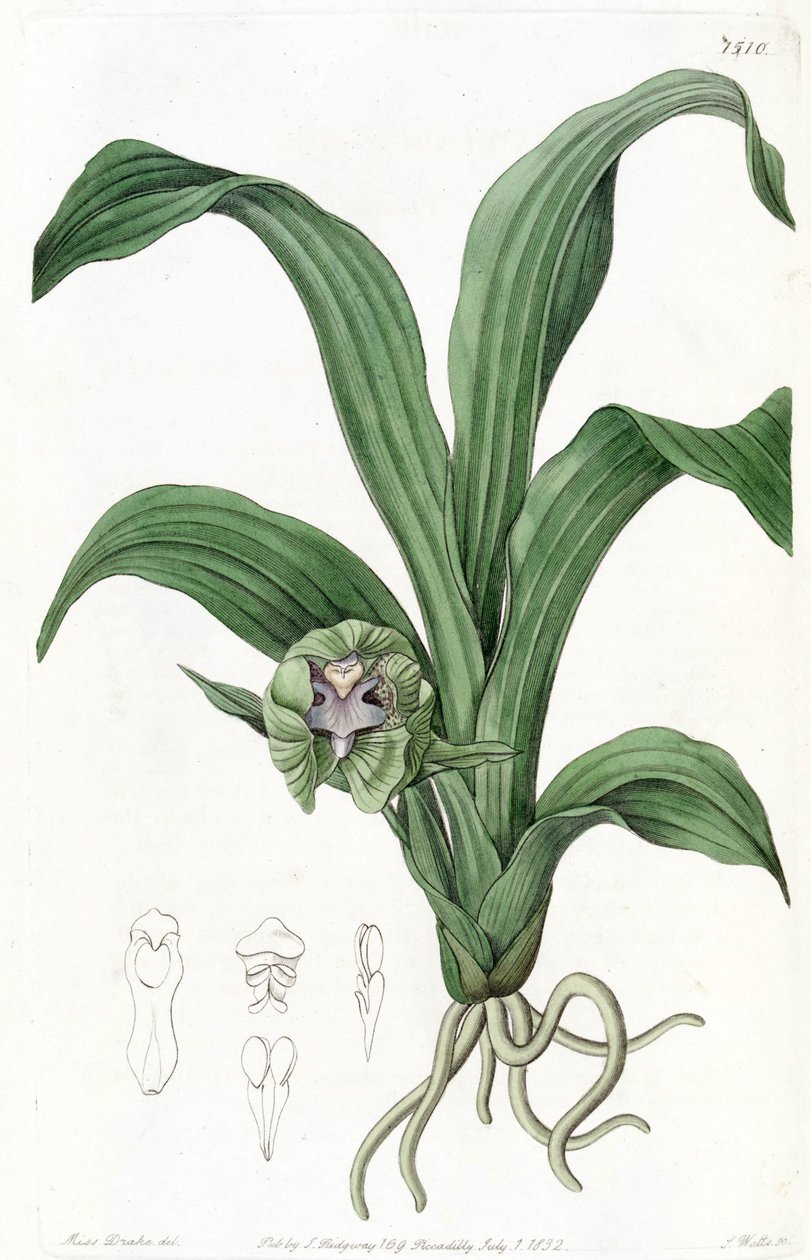 Pabstia हरी (syn। Cattleya हरा) द्वारा मिस ड्रेक
