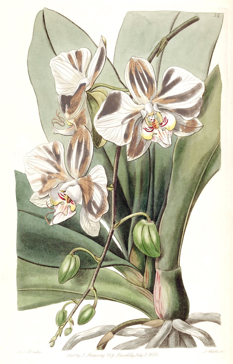 Phalaenopsis Aphrodite subsp। Aphrodite (syn। Vanda प्यारा Lindl। (1838), nom। मेग।) द्वारा मिस ड्रेक
