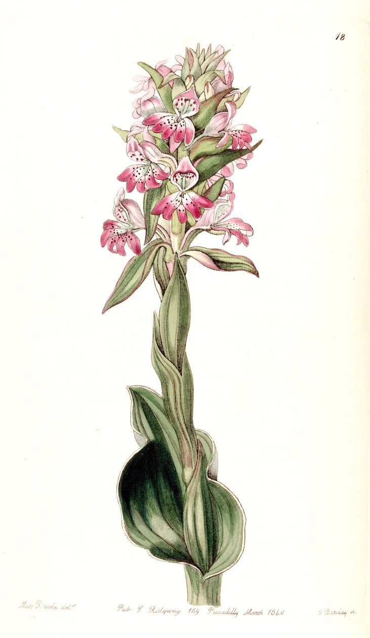 ऊपर Satyrium (syn। Satyrium pustulatum) द्वारा मिस ड्रेक