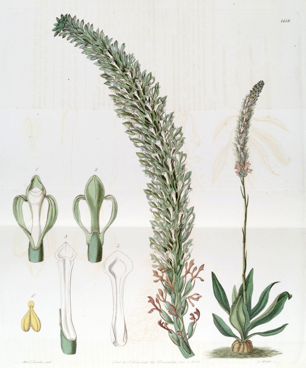 Sauroglossum चमकदार (syn। Sauroglossum लहर) द्वारा मिस ड्रेक
