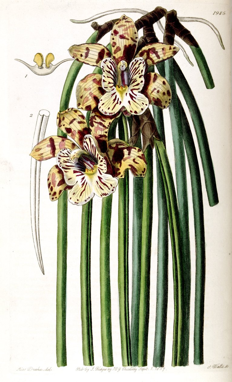 Unallied स्टील (syn। Cattleya Steelii) द्वारा मिस ड्रेक