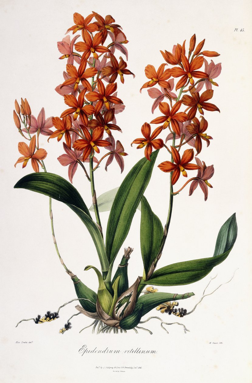 Cattleya अंडे की जर्दी c.1837-41 द्वारा मिस ड्रेक