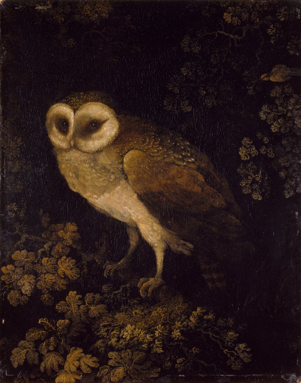 एक उल्लू, 1780-90 द्वारा मूसा हाउटन