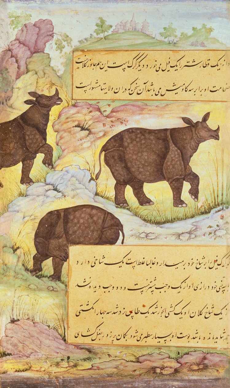 गैंडा, &39;बाबरनामा&39; (बाबर के संस्मरण) से चित्रण 1589-90 द्वारा मुगल स्कूल