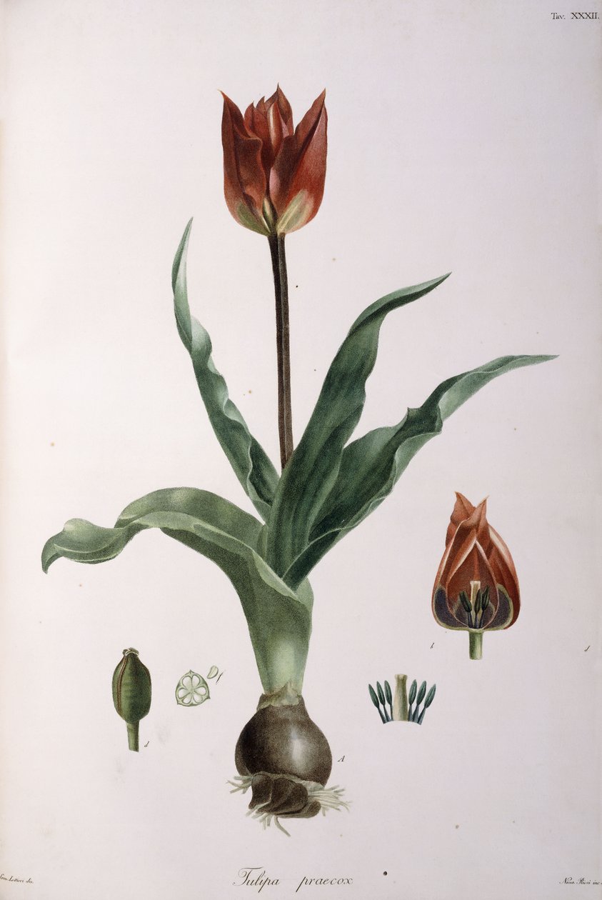 ट्यूलिप अग्रिम, 1811-1829 द्वारा नियति विद्यालय