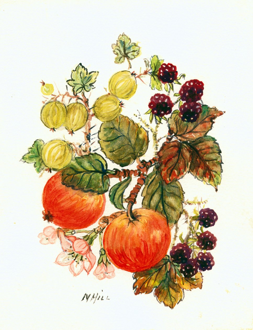 Brambles, सेब और अंगूर (wc कागज पर) द्वारा नेल हिल