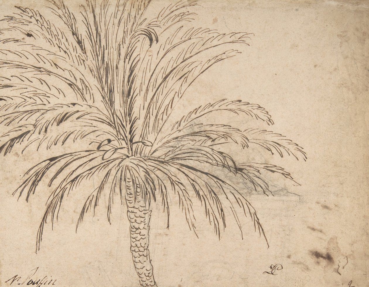 पाम ट्री का अध्ययन, c.1635-40 द्वारा निकोलस पौसिन