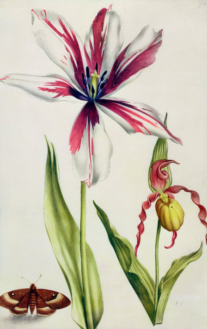 आर्किड, ट्यूलिप और बटरफ्लाई, c.1675 (वेल्लम पर गौचे) द्वारा निकोलस रॉबर्ट