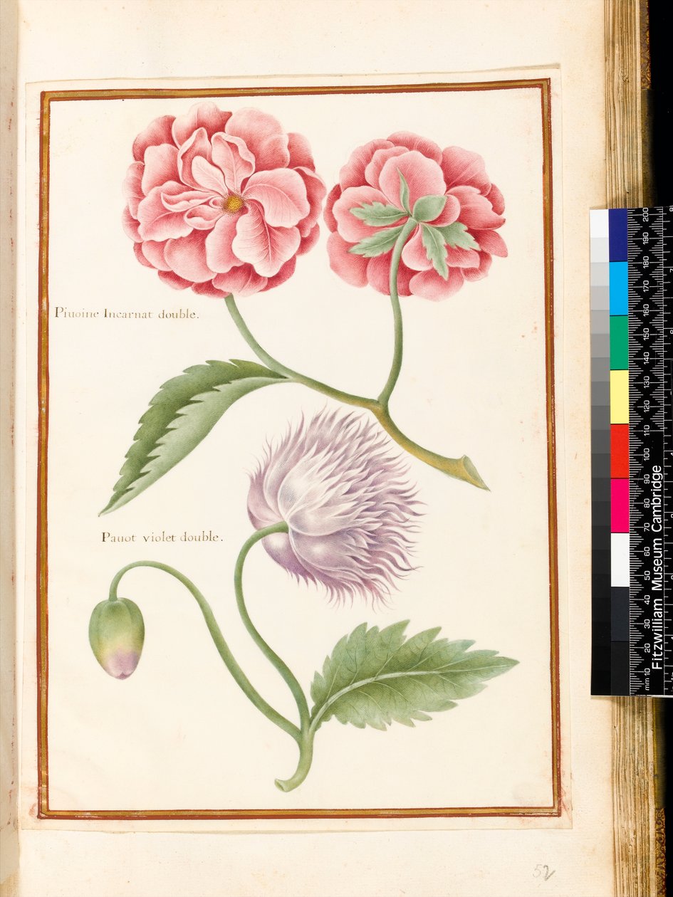 Peony और डबल पोपी (वेल्लम पर wc) द्वारा निकोलस रॉबर्ट