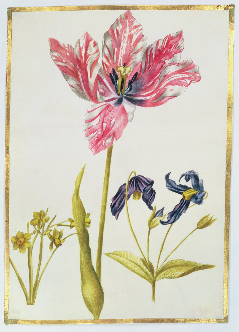ट्यूलिप और डैफोडिल, c.1675 (वेल्लम पर गौचे) द्वारा निकोलस रॉबर्ट