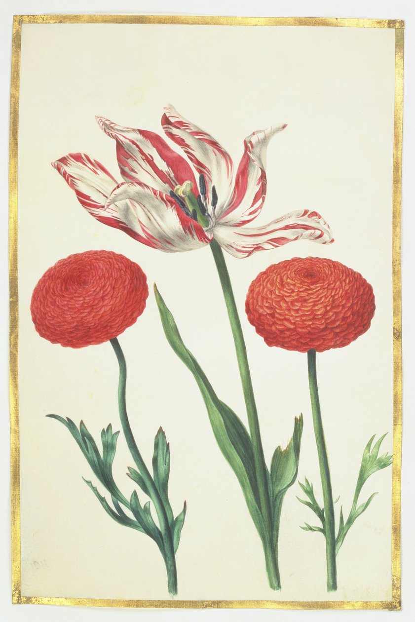 ट्यूलिप और डहलियास, c.1675 (वेल्लम पर गौचे) द्वारा निकोलस रॉबर्ट