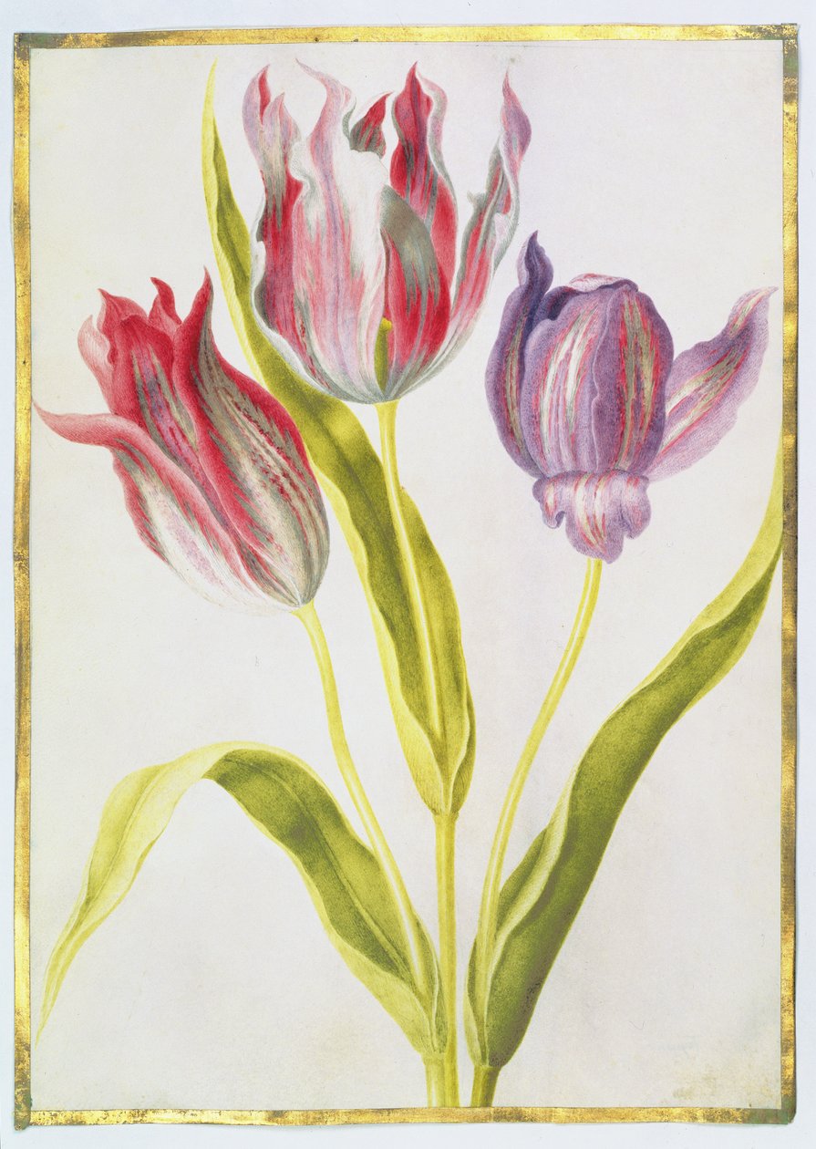 ट्यूलिप, c.1675 (वेल्लम पर गौचे) द्वारा निकोलस रॉबर्ट