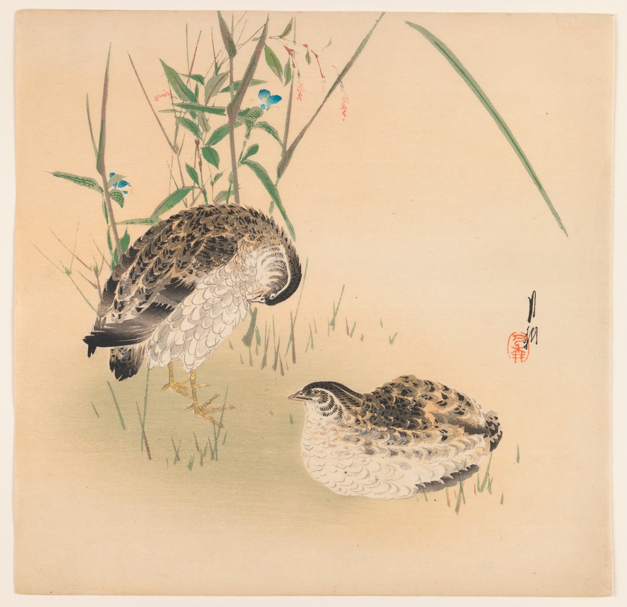 दो बटेर, c.1890-1910 (वुडब्लॉक कलर प्रिंट) द्वारा ओगाटा गेक्को
