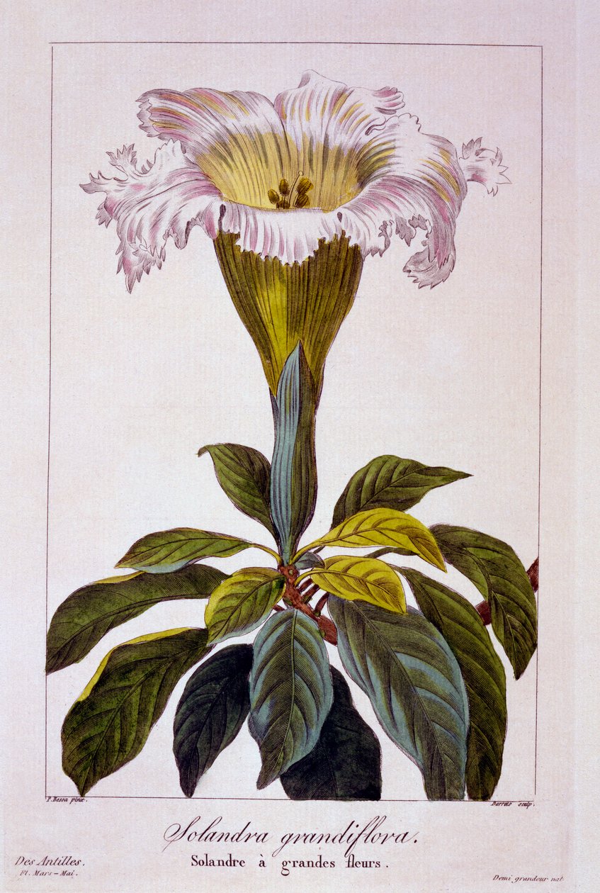 चालिस वाइन, पब। 1836. द्वारा पैनाक्रे बेसा