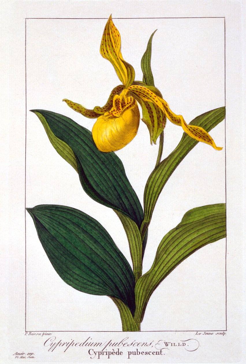 साइप्रिपेडियम, पब। 1836. द्वारा पैनाक्रे बेसा