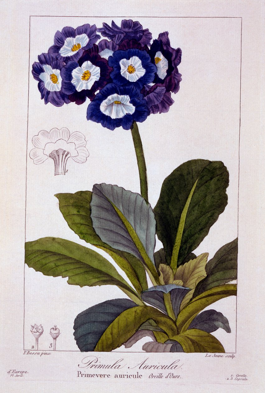 प्रिमुला ऑरिकुला, पब। 1836. द्वारा पैनाक्रे बेसा