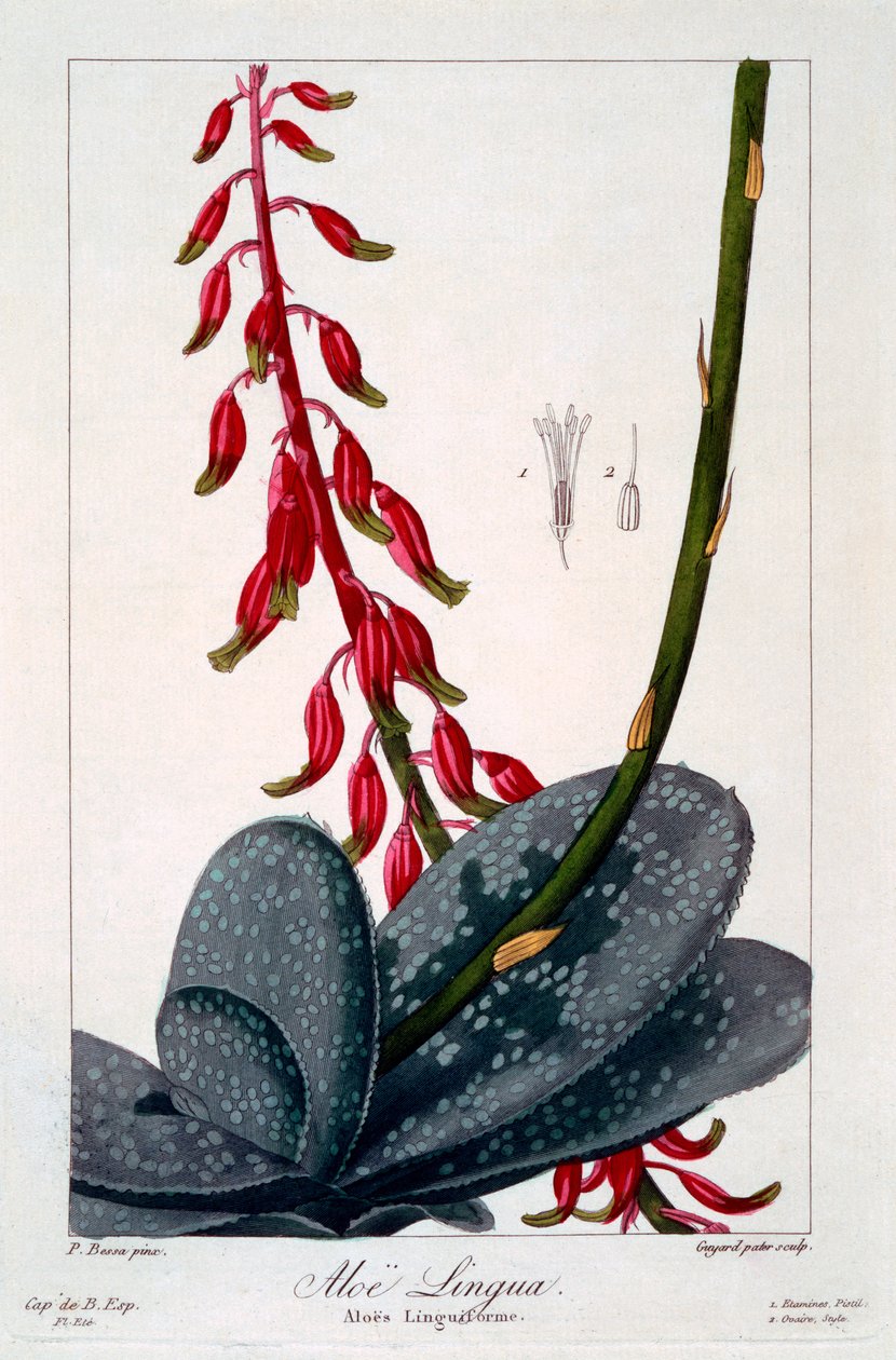 एलो लिंगुआ, 1836 (हाथ से सजी नक्काशी) द्वारा पैंसेरा बेसा