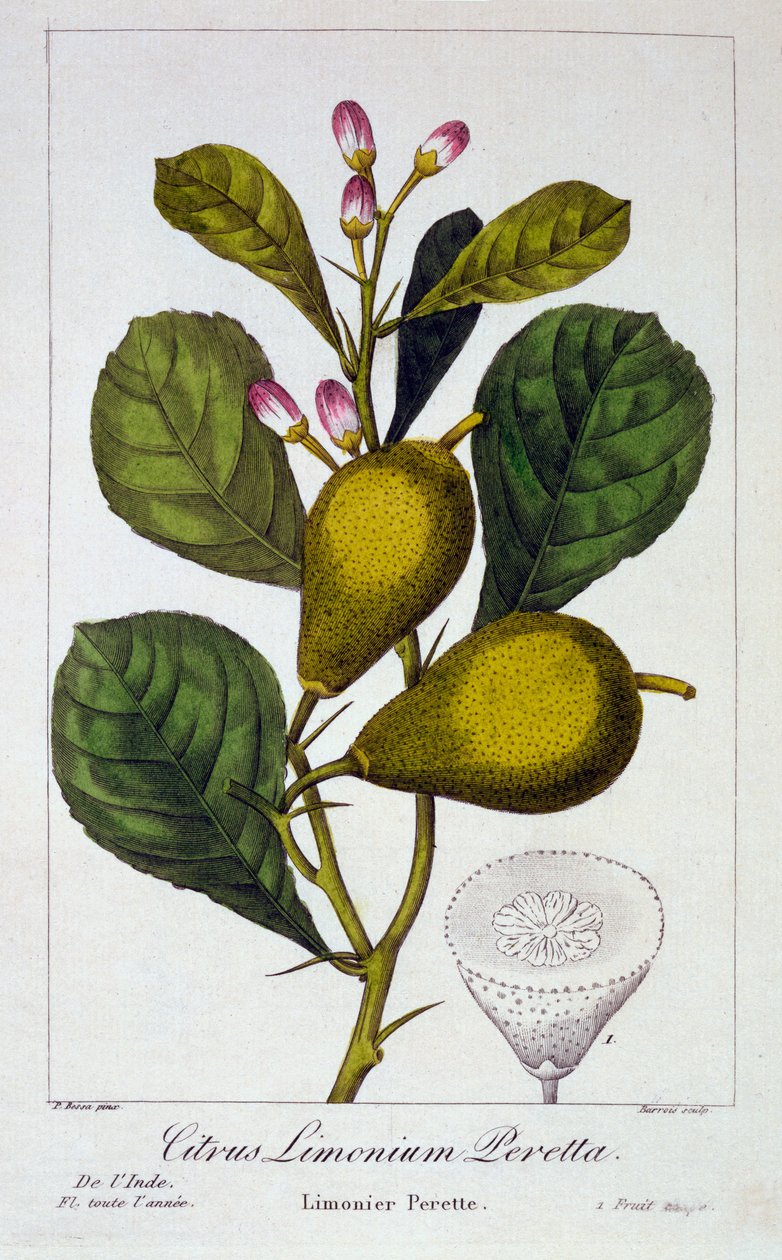 पेरेटा नींबू, 1836 (हाथ से रंगा हुआ उत्कीर्णन) द्वारा पैंसेरा बेसा