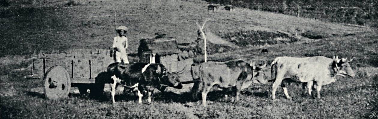 बुल कार्ट, 1895 द्वारा पाउलो सैक