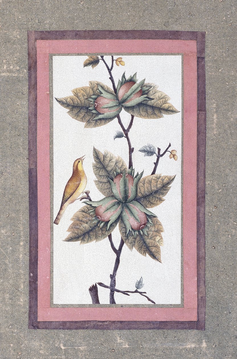 बर्ड एंड फ्लावर स्टडी, c.1780 द्वारा फारसी स्कूल