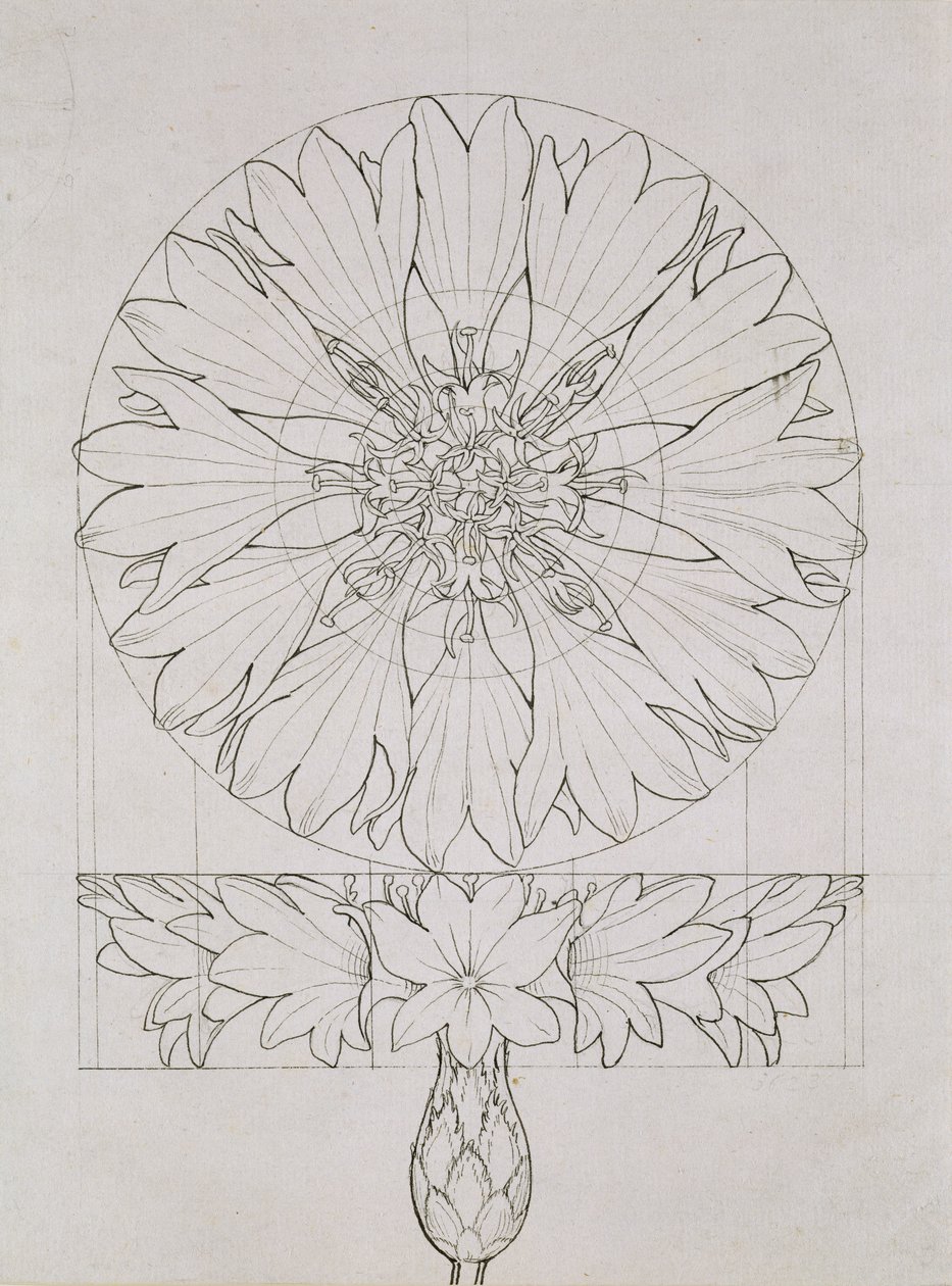 एक कॉर्नफ्लॉवर के लिए अध्ययन, 1808 (कागज पर कलम और स्याही) द्वारा फिलिप ओटो रन