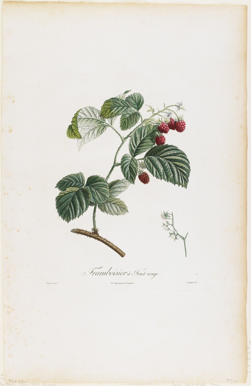 लाल फल रास्पबेरी (रास्पबेरी), फलों के पेड़ की ट्रे से, 1807-35 (हाथ से रंगा हुआ सफ़ेद उत्कीर्णन) द्वारा पियरे जीन फ्रांकोइस टरपीन