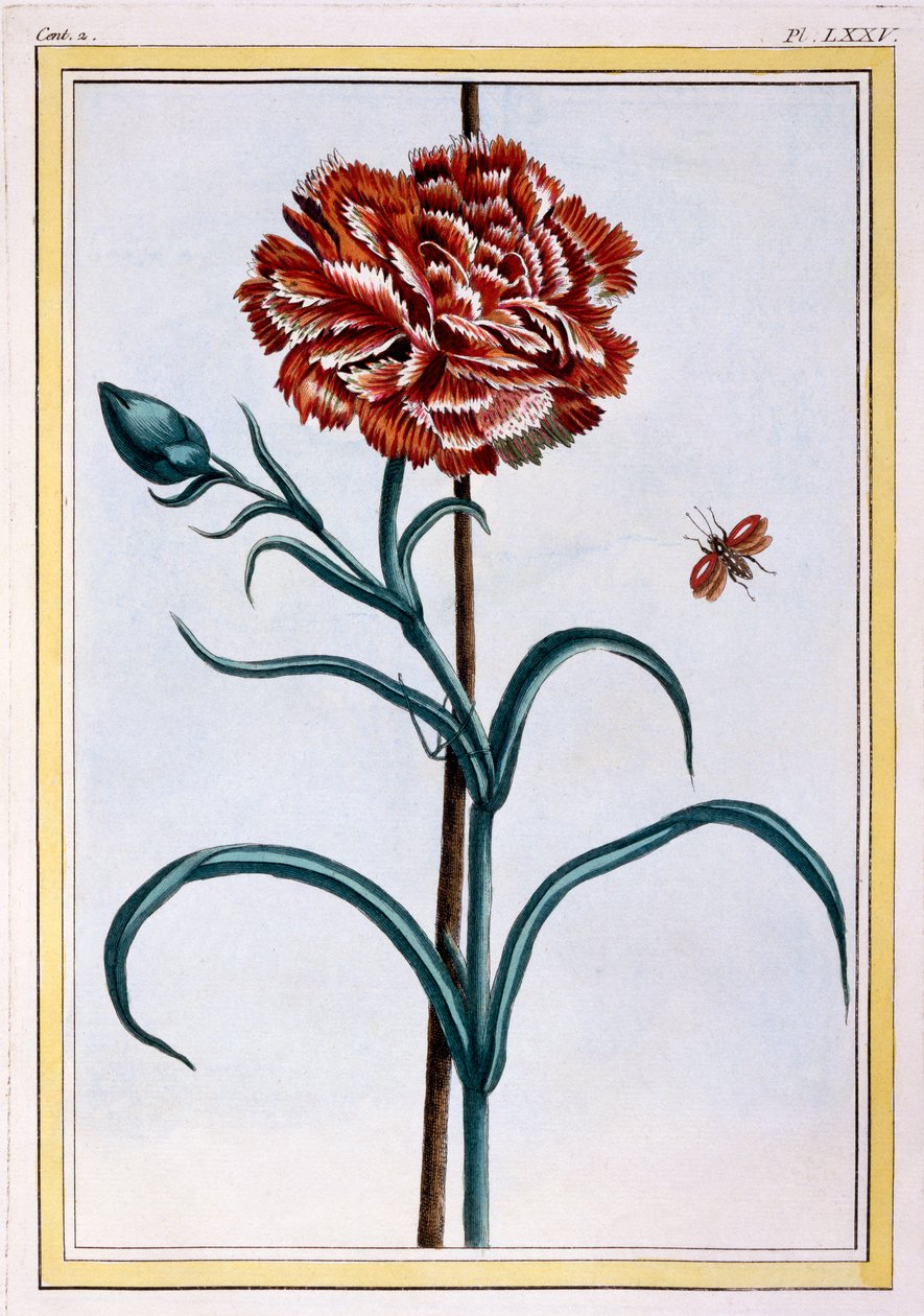 कार्नेशन, c.1776 (हाथ से सजी नक्काशी) द्वारा पियरे जोसेफ बुकोज़ो