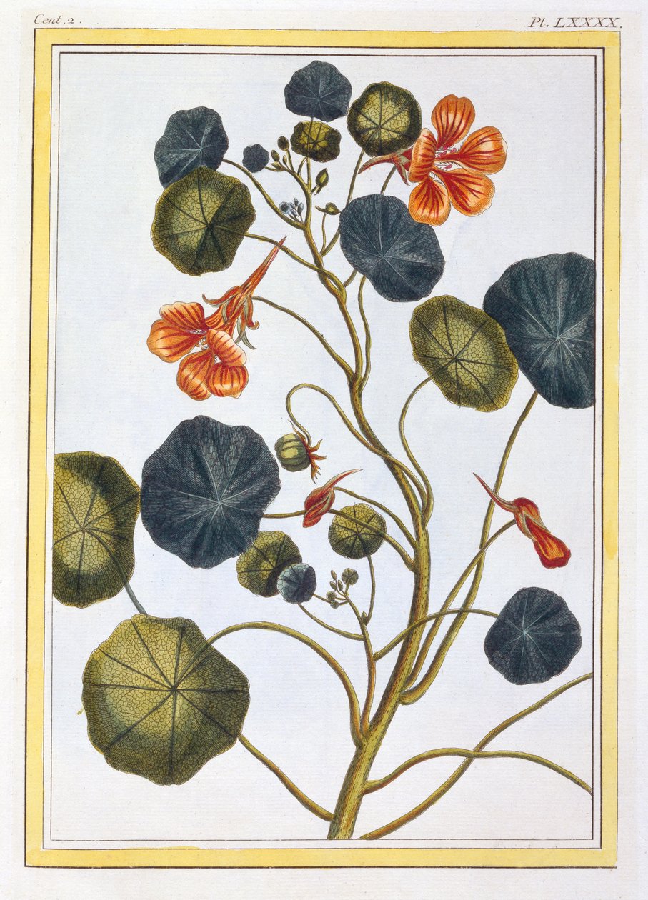 ला कैपुसीन (नास्टर्टियम), सी। १ hand६ (हाथ से रंगा हुआ उत्कीर्णन) द्वारा पियरे जोसेफ बुकोज़ो