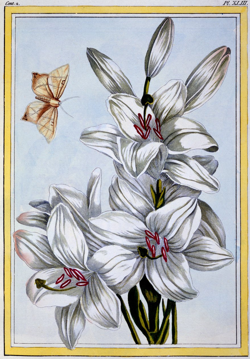 द ग्रेट व्हाइट लिली, c.1766 (हाथ से सजी रंग की) द्वारा पियरे जोसेफ बुकोज़ो