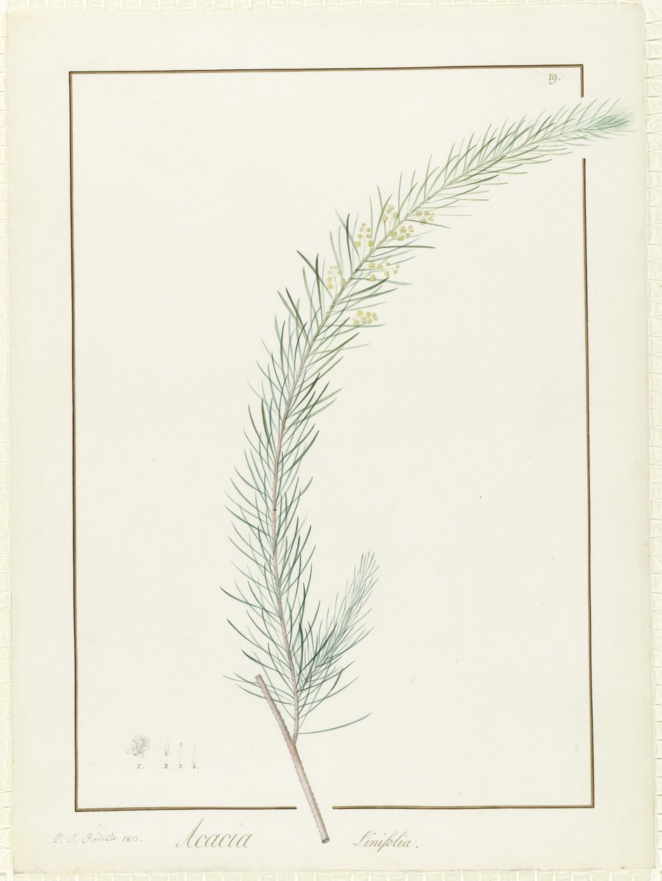 बबूल लिनिफोलिया, 1813 (वेल्लम पर ग्रेफाइट के निशान पर wc und bodycolour) द्वारा पियरे जोसेफ रेडाउट