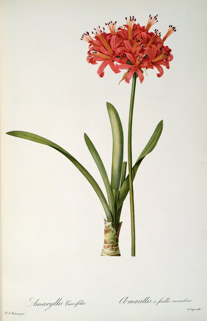 Amaryllis Curvifolia, 1809, पियरे रेडआउट द्वारा `लेस लिलियास &39;से, 8 खंड, 1805-16 प्रकाशित द्वारा पियरे जोसेफ रेडाउट