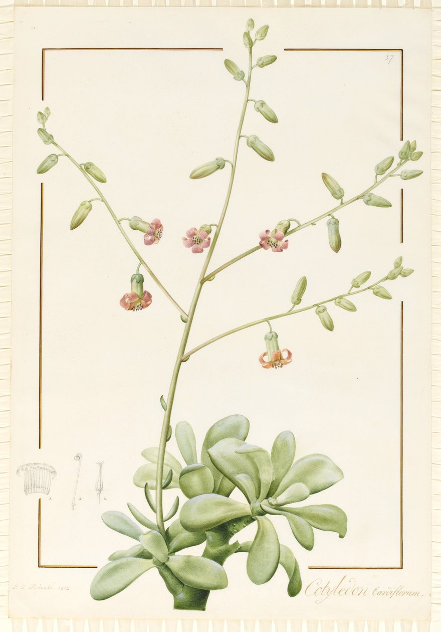 Cotyledon Cardiflorum, 1813 (wc und bodycolour over graphite on vellum) द्वारा पियरे जोसेफ रेडाउट