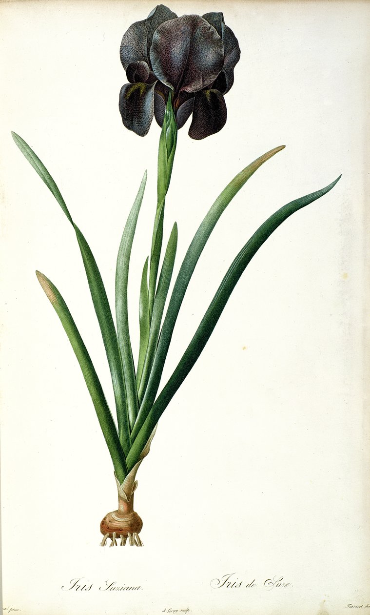 आइरिस लक्सियाना, `लेस लिलियास &39;से, 1805 द्वारा पियरे जोसेफ रेडाउट