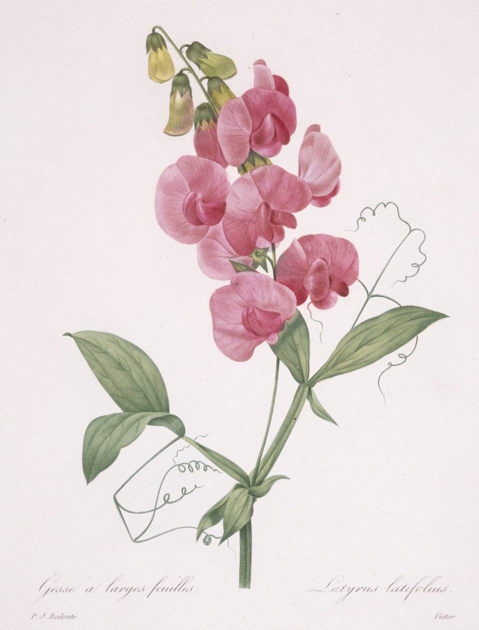 लैथिरस लैटिफोलियस (सदा के लिए), 1827 द्वारा पियरे जोसेफ रेडाउट