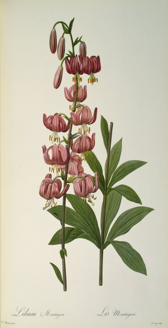 लिलियम मार्टागॉन, `लेस लिलियास, 1806 से द्वारा पियरे जोसेफ रेडाउट
